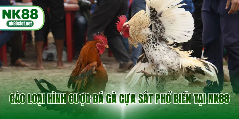 Các loại hình cược đá gà cựa sắt phổ biến tại NK88