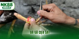 Đá gà cựa sắt