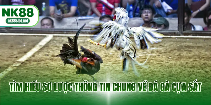 Tìm hiểu sơ lược thông tin chung về đá gà cựa sắt